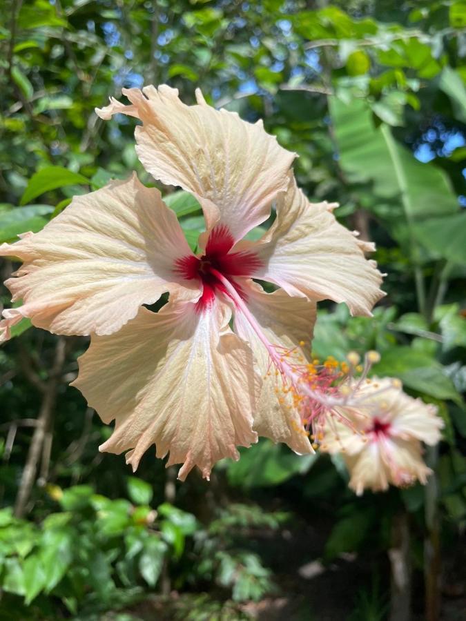 Casa Aracua Trancoso别墅 外观 照片